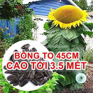 10h Hạt Giống Hướng Dương Bông Khổng Lồ Cao Nhất Thế Giới (C2.304| B3*V35)
