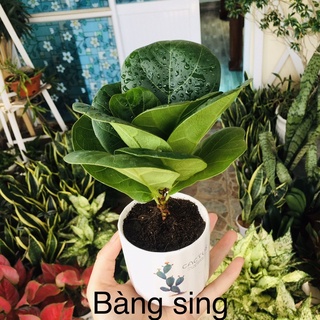 Bàng singapore size mini