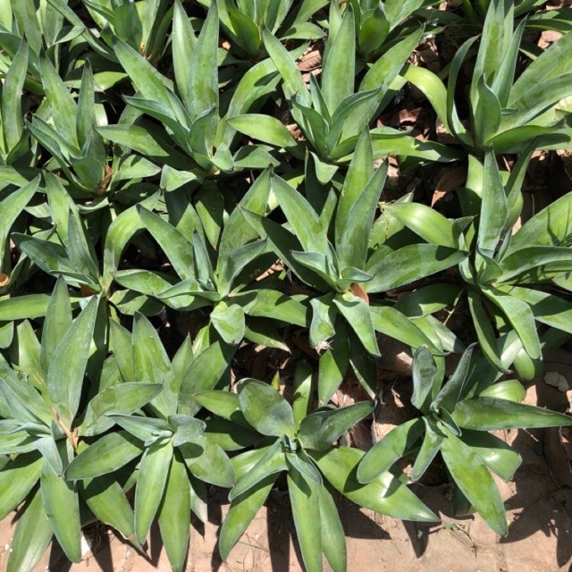 Cây ngọc giá ( cây dứa cảnh)