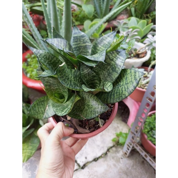 Bụi cây lưỡi hổ (cao khoảng 18cm)
