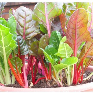 [Seeds] Hạt giống Cải cầu vồng nhiều màu, đóng gói 5gr