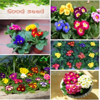 ⚡️ HẠT GIỐNG HOA BÁO XUÂN⚡️ SIÊU ĐẸP NHIỀU MÀU TRONG MỘT GÓI SẢN PHẨM