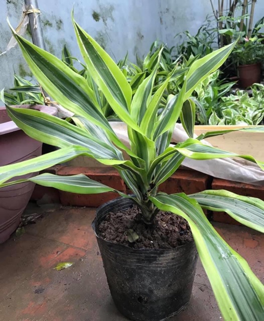cây cổ huế