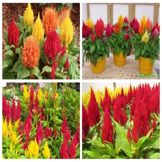 Gói 100 hạt giống hoa mào gà thấn thấp nhiều màu ra hoa quanh năm