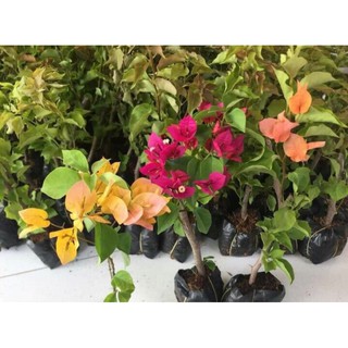 cây hoa giấy thái 1 màu sắp hoa gửi cây như hình