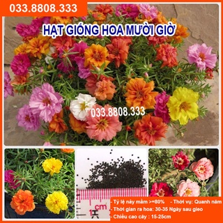 Hạt Giống Hoa Mười Giờ Nhiều Màu - Hoa Trồng Chậu Dễ Trồng Dễ Chăm Sóc