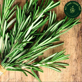 Hạt giống Hương Thảo Rosemary, 10 hạt
