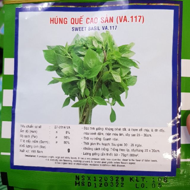 Hạt giống húng quế