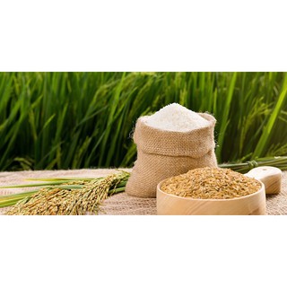1KG GẠO NẾP CÁI HOA VÀNG