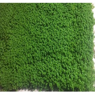 Trân Châu Cuba [Tấc 10cm x 10cm] - Cây trãi nền thủy sinh