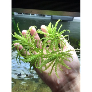 Cây thủy sinh Sao Nhỏ (lá nước)