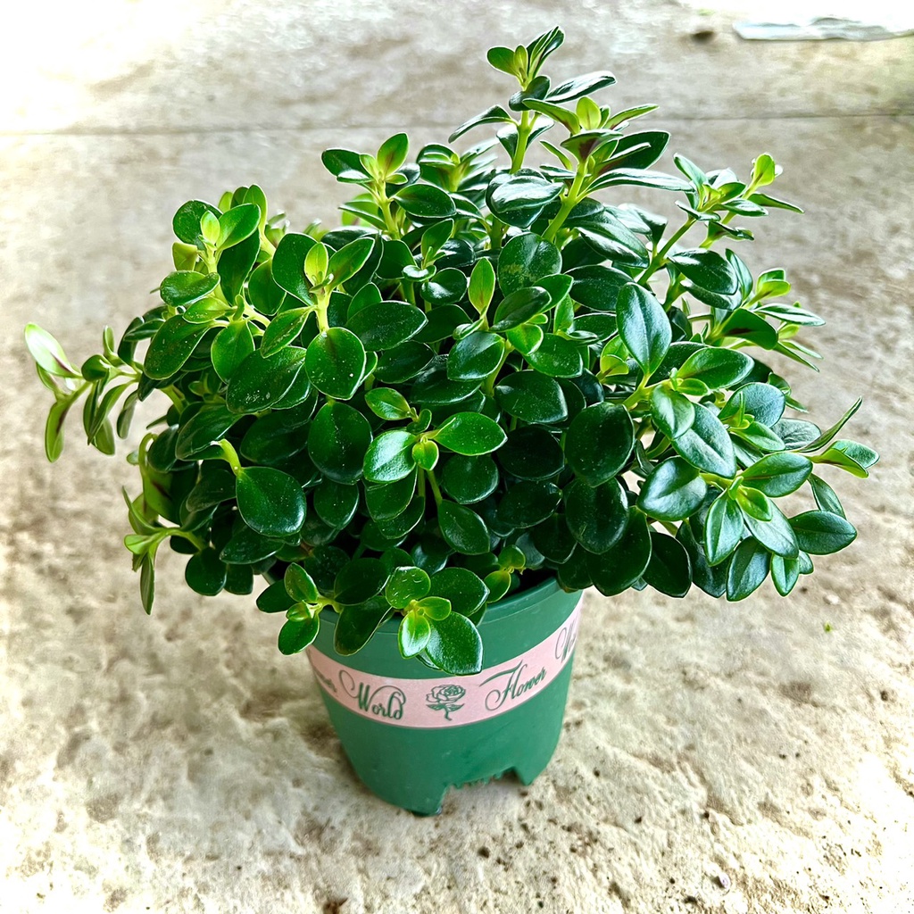 Cây cá vàng (Ảnh thật)
