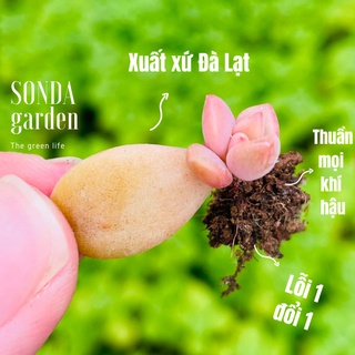 Mầm sen đá đá nâu SONDA GARDEN (5 mầm), xuất xứ Đà Lạt, khoẻ đẹp, lỗi 1 đổi 1