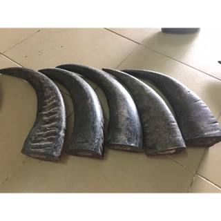 Sừng trâu đen thô size đại 35-40cm
