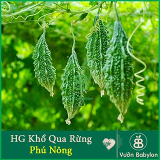 Hạt Giống Khổ Qua Rừng (Mướp Đắng) 1Gr
