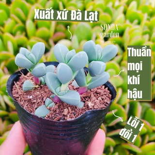 Sen đá tim SONDA GARDEN size bé 4-5cm, xuất xứ Đà Lạt, khoẻ đẹp, lỗi 1 đổi 1
