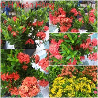 chậu Cây hoa mẫu đơn bông trang cây màu đỏ và vàng nhiều bông đẹp.