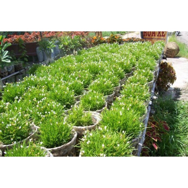 Cây cỏ mây