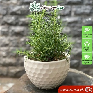 Hạt giống Cây Hương Thảo, Lá Làm Gia Vị, Đuổi Muỗi (gói 15 hạt) - Nông Trại Sago