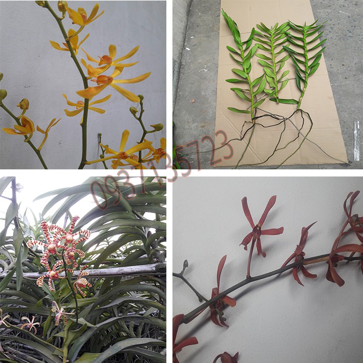 COMBO 3 CÂY LAN BÒ CẠP VÀNG CON