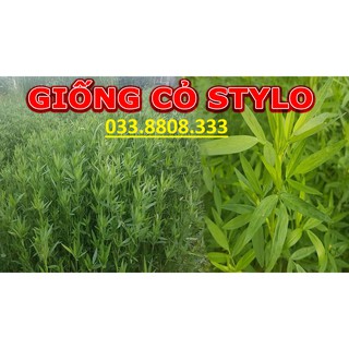 Hạt Cỏ Chăn Nuôi Stylo - Cỏ Họ Đậu - Gói(50g) - Cỏ Chăn Nuôi- Hạt Giống Cỏ Chăn Nuôi