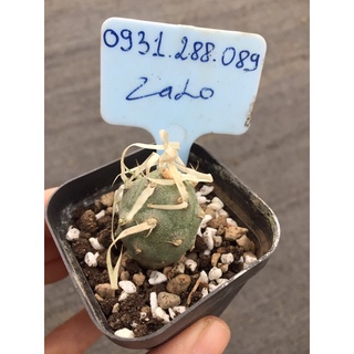 cây xương rồng gai giấy tephrocactus articulatus