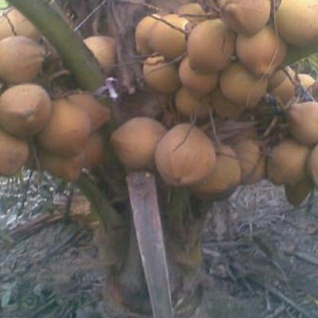 Com bo 5dừa mã lai đỏ