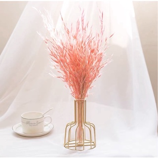 [CÓ QUÀ TẶNG] Hoa Khô Yến Mạch Aveena (Oats), Hoa Yến Mạch Khô Trang Trí, Decor Phòng - Hoa Khô HuHa