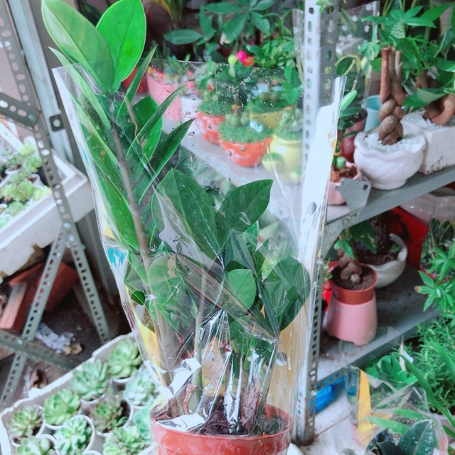 Kim Tiền Thái