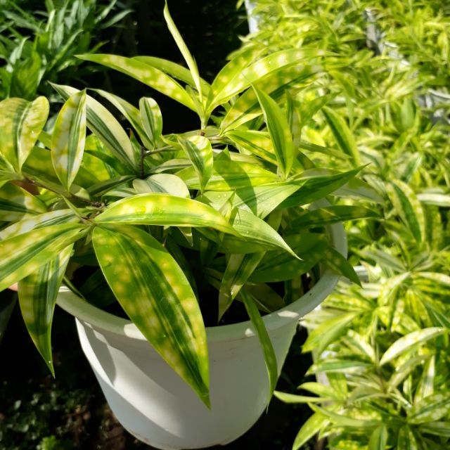 💚 Cây trúc nhật vàng 💚