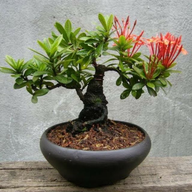 Hoa Trang bonsai mini