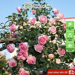Hạt giống Hoa Hồng Leo Pháp Hoa Nhiều - Gói 10 Hạt