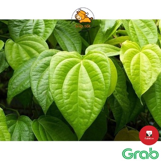 Lá trầu không tươi vệ sinh, làm sạch, tắm giao nhanh Hà Nội