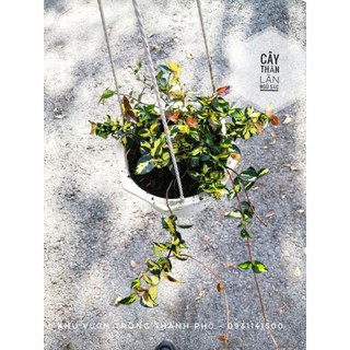 Cây thằn lằn ngũ sắc, cây vảy ốc ngũ sắc