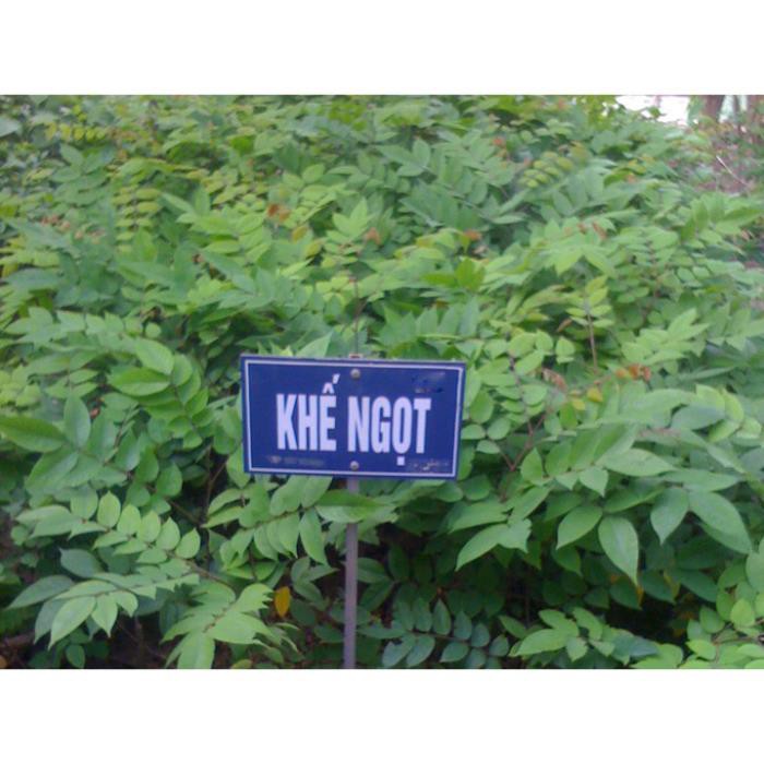 Cây khế ngọt