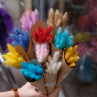 Hoa khô trang trí 10 bông Cỏ đuôi thỏ màu nhuộm