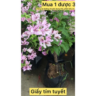 hoa giấy tím tuyết caykiengsadec