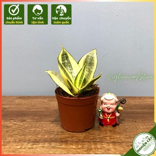 Cây lưỡi hổ vàng mini chậu nhựa để bàn, trồng ban công tạo không gian trong lành
