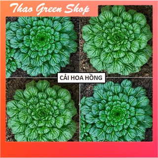 Hạt giống cải Hoa Hồng Tastoi