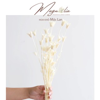Hoa khô ❤️FREESHIP❤️ Hoa khô Nigella trắng trang trí cắm hoa, làm đồ handmade