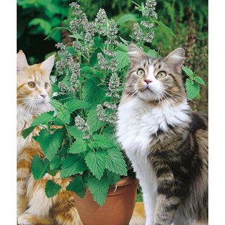 Hạt Giống Bạc Hà Mèo Catnip (Cỏ Mèo)