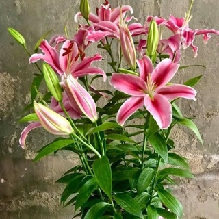 Củ ly cao Hà Lan siêu to trồng tết (size 16/18, có thể chọn riêng từng màu)