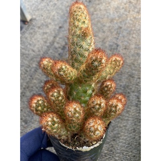 Xương rồng thạch trụ thiên gai đỏ
