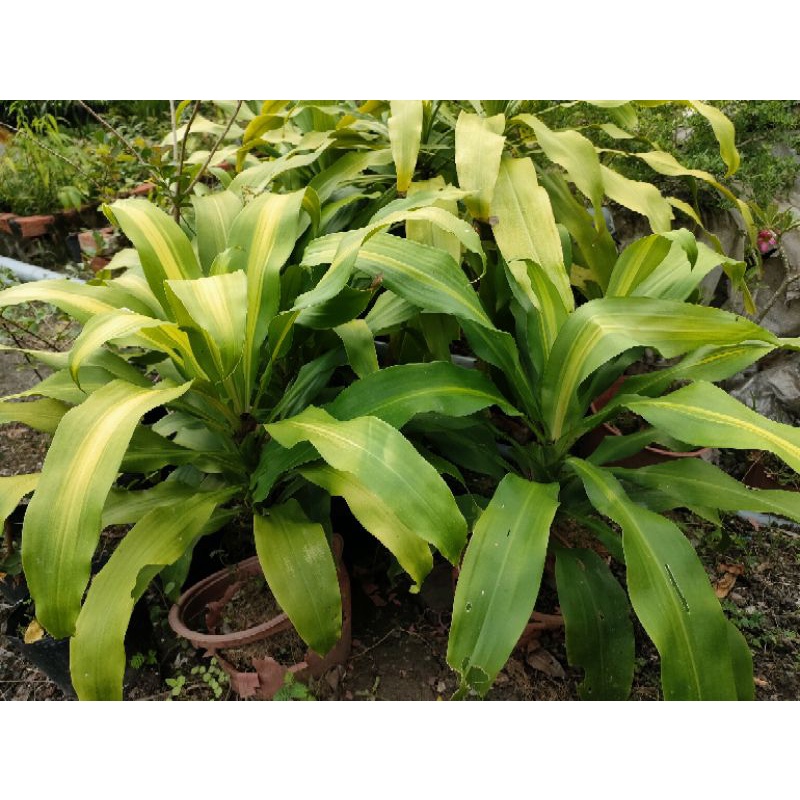 Cây phát tài ( chậu cây phát tài)