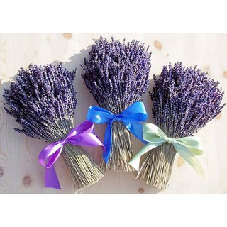 Hoa Lavender Chuẩn Pháp
