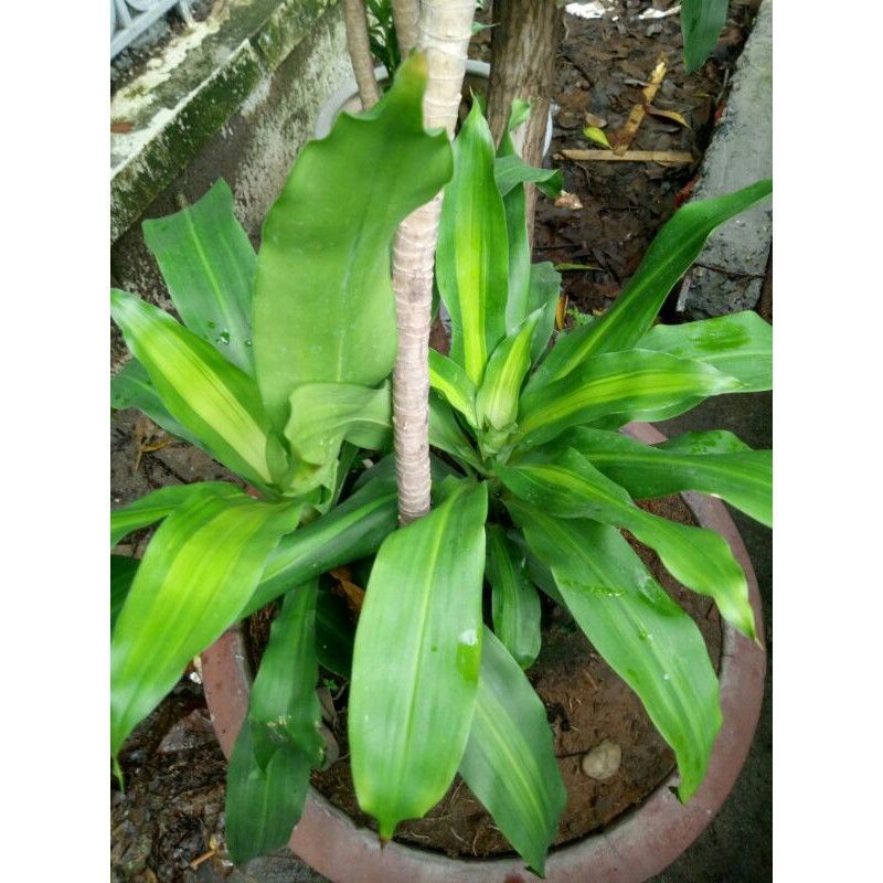 Cây thiết mộc lan