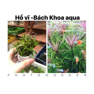 Cây cắt cắm - Hồ vĩ
