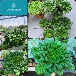 Hạt Giống Rau Cải Bẹ Hoa Hồng Gói 200 Hạt