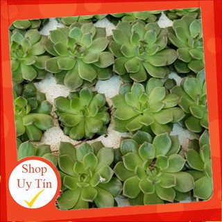 Sen đá rubi mới vĩ |FREESHIP|  XỨ NÓNG, ĐÃ THUẦN KHÍ HẬU, KHOẺ ĐẸP  LỖI 1 ĐỔI 1