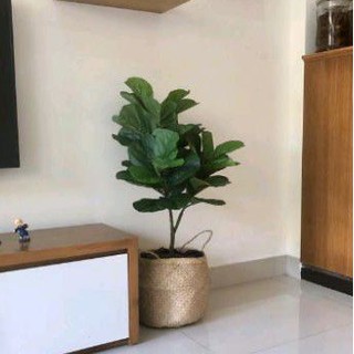 Cây bàng 1m + xốp +sỏi